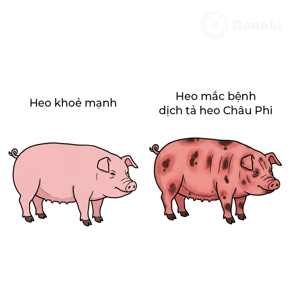 Genobi Porcine Versus Healthy And Sick