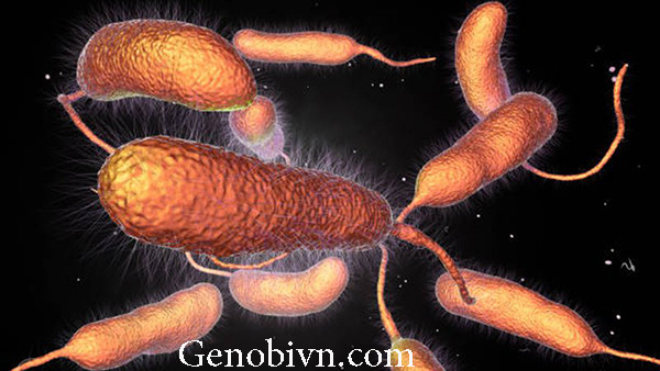 Vibrio Para