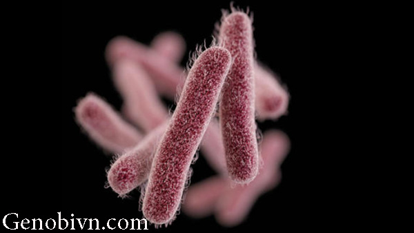 Shigella