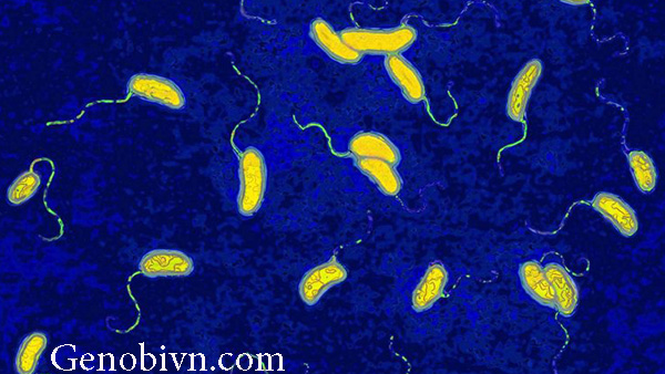 Vibrio Cholera