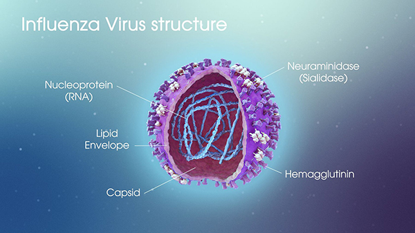 Cau Truc Virus Cum