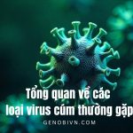 Tong Quan Ve Cac Loai Virus Cum Thuong Gap Genobivn