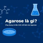 Agarose La Gi Ung Dung Va Dac Tinh Noi Bat Cua Agarose