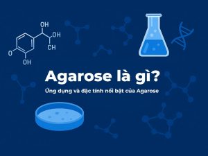 Agarose La Gi Ung Dung Va Dac Tinh Noi Bat Cua Agarose