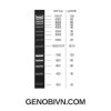 Hyperladder 1kb Bioline Genobi