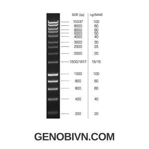 Hyperladder 1kb Bioline Genobi