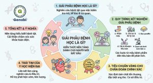 Giai Phau Benh Hoc La Gi Kien Thuc Co Ban Cho Nguoi Moi Genobi