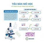 Tieu Ban Mo Hoc La Gi Ky Thuat Va Quy Trinh Tao Tieu Ban Genobi