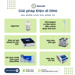Giải pháp điện di DNA trong sinh học phân tử