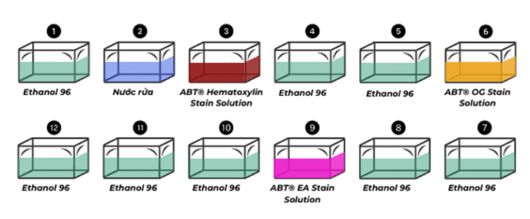 So Do Nhuom Papanicolaou Pap Theo So Do Genobi