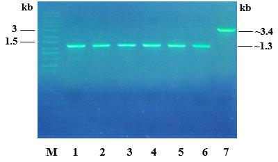 Cai Thien Do Ben Nhiet Cua Enzyme Chitinase Bang Ky Thuat Dot Bien Dinh Huong 1 Genobi