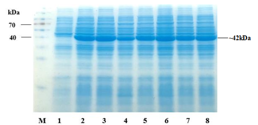 Cai Thien Do Ben Nhiet Cua Enzyme Chitinase Bang Ky Thuat Dot Bien Dinh Huong 2 Genobi