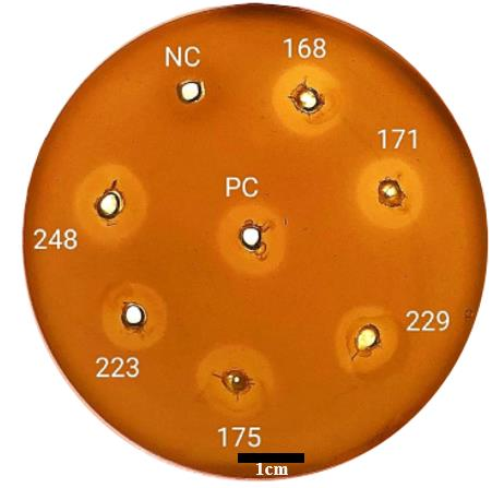Cai Thien Do Ben Nhiet Cua Enzyme Chitinase Bang Ky Thuat Dot Bien Dinh Huong 3 Genobi