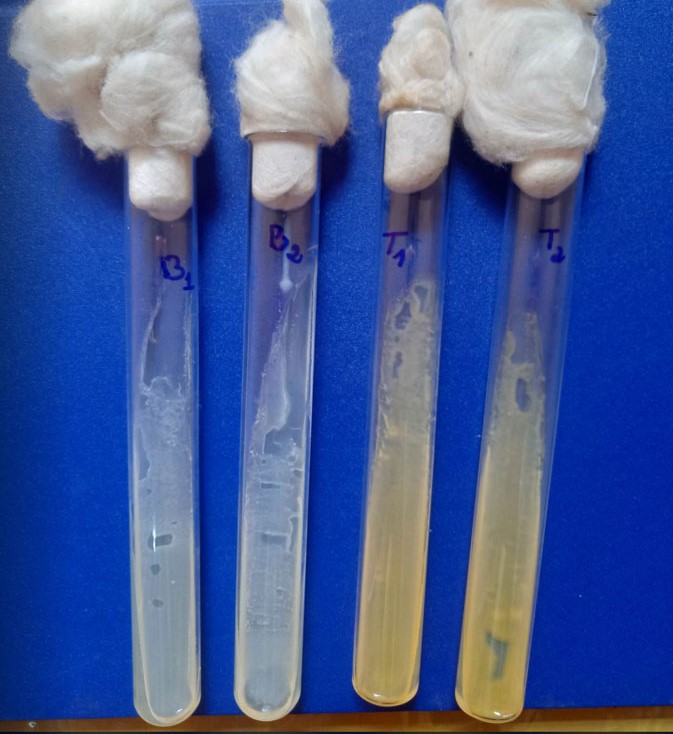 Phan Lap Vi Khuan San Xuat Protease Tu Ao Nuoi Tom Dinh Huong Xu Ly Sinh Hoc 01