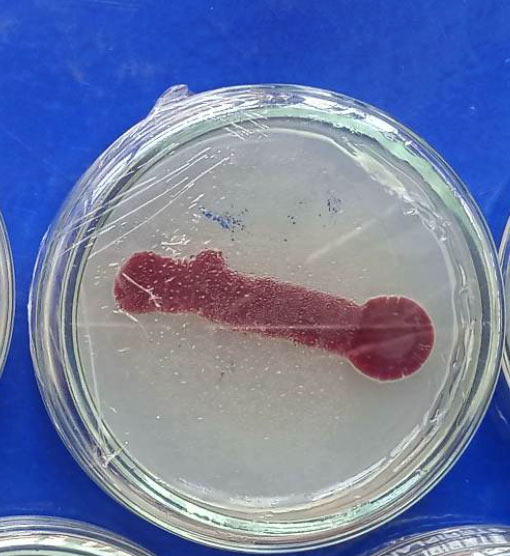 Phan Lap Vi Khuan San Xuat Protease Tu Ao Nuoi Tom Dinh Huong Xu Ly Sinh Hoc 02