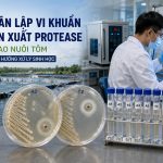 Phan Lap Vi Khuan San Xuat Protease Tu Ao Nuoi Tom Dinh Huong Xu Ly Sinh Hoc Genobi