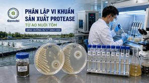 Phan Lap Vi Khuan San Xuat Protease Tu Ao Nuoi Tom Dinh Huong Xu Ly Sinh Hoc Genobi