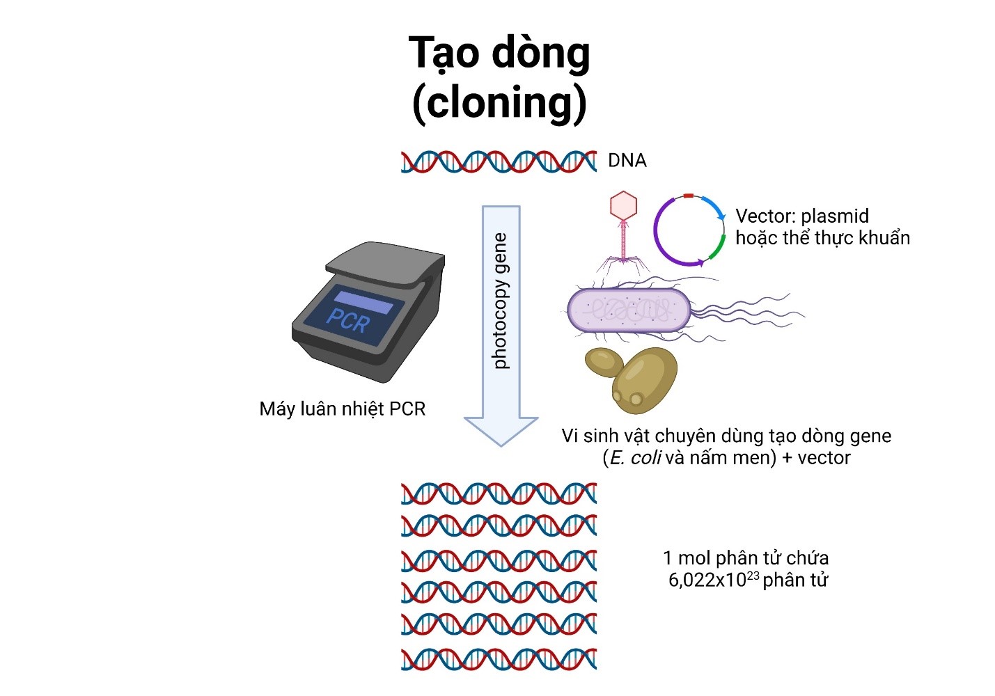 Tao Dong Cloning Genobi