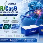 Cong Nghe Crispr Cas9 Dot Pha Chinh Sua Gen Tu Giai Phap Cua Genobi