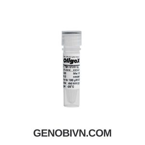 Primer Probe Premixed - OligoX (ABT)